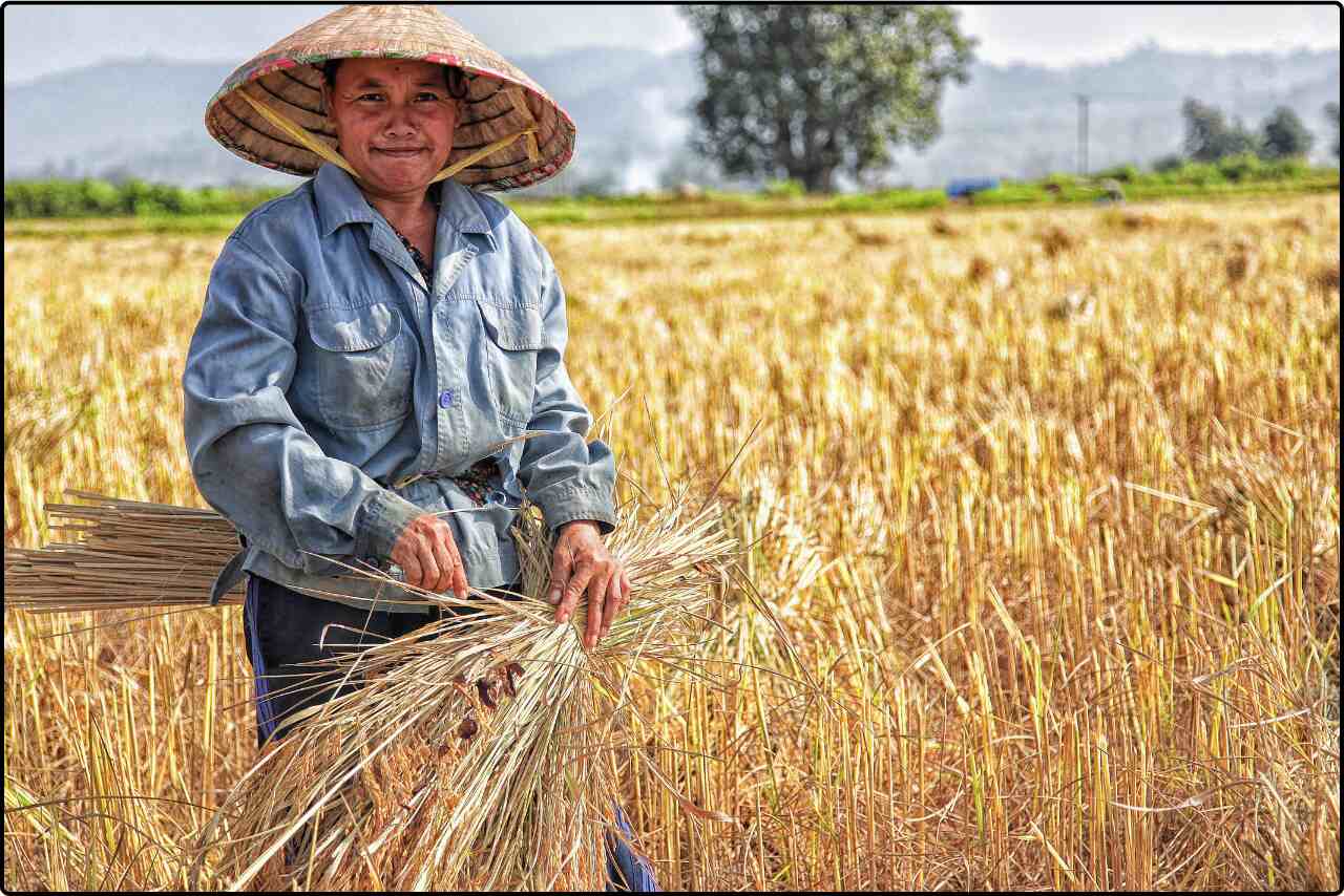 Woman in a field carefully choosing and picking wheat plants, surrounded by rows of growing crops.